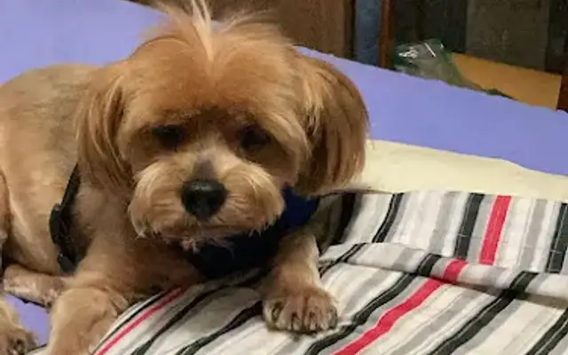 TLC Pet Care in Peebles, OH