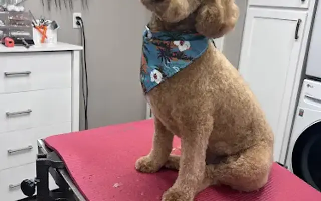 Diane's Puppy Palace in Moberly, MO