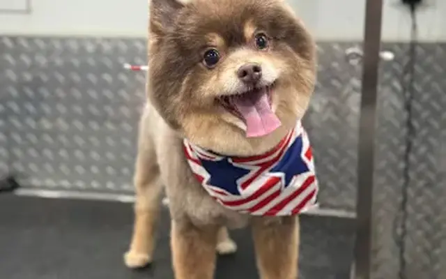 Pet Grooming Hollywood Fl in Cooper City, FL