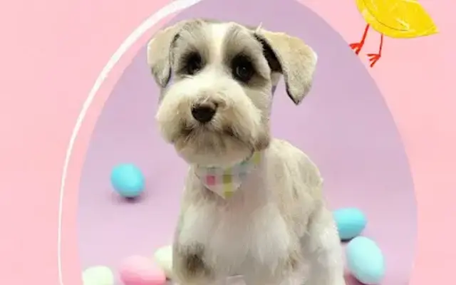 Animal Crackers Pet Spa and Resort in Boonville, NC