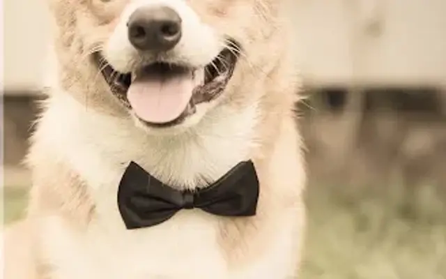 The Puppy Butler in Flourtown, PA