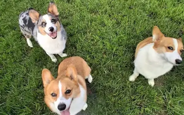 King Ranch K9 Resort in Parkton, NC
