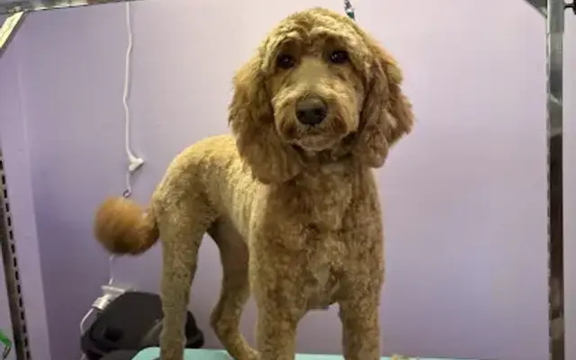 Critter Care and Grooming by Greta in Blue Ridge Summit, PA