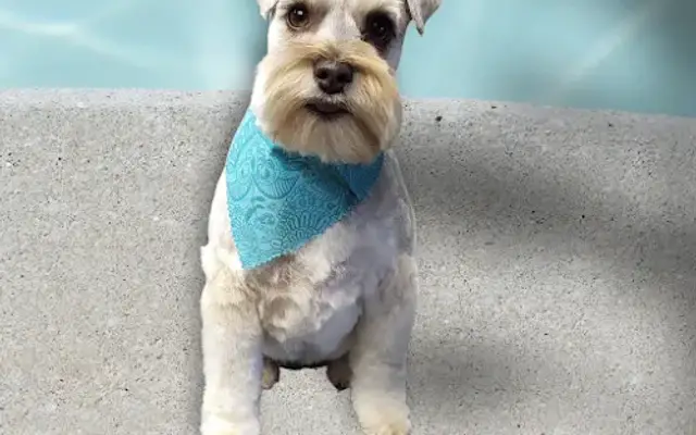 The Little Dog Spa in Dallas, NC
