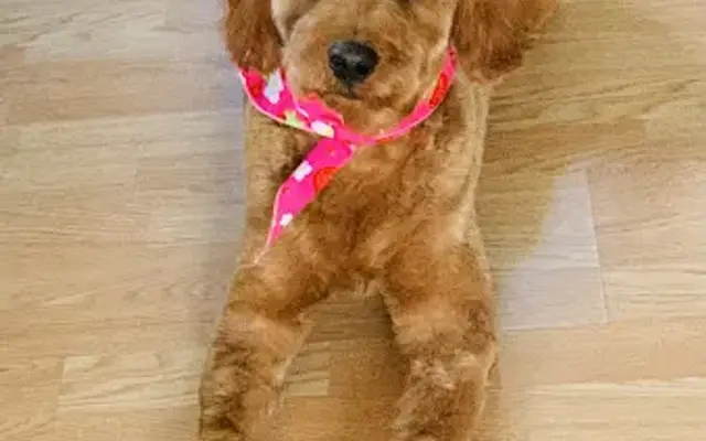 Paws & Relax in Bourbonnais, IL