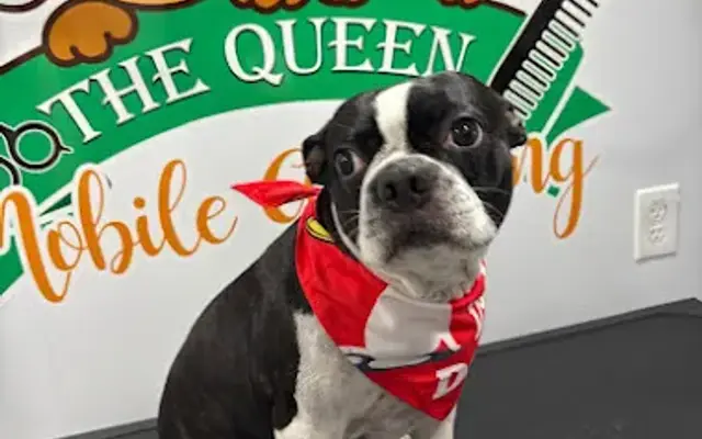 Queen Mobile Grooming in Miami, FL