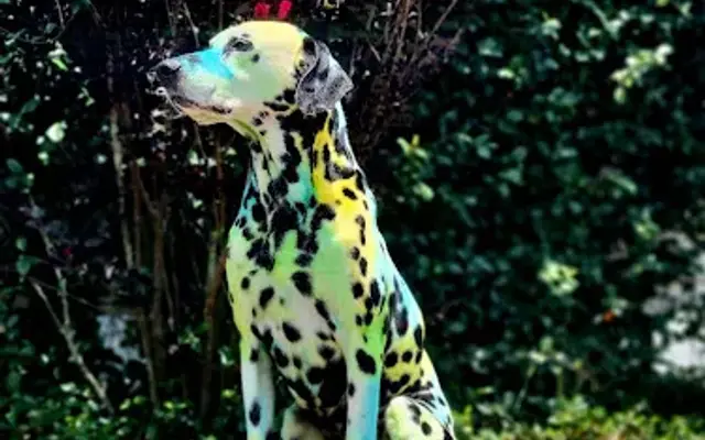 Love Unleashed Grooming & Pet Spa in Jasper, FL