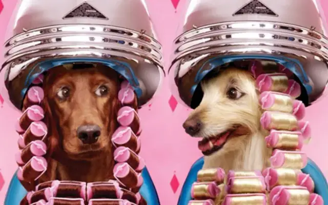 The Pink Pawlor Luxury Mobile Grooming in Corona, CA