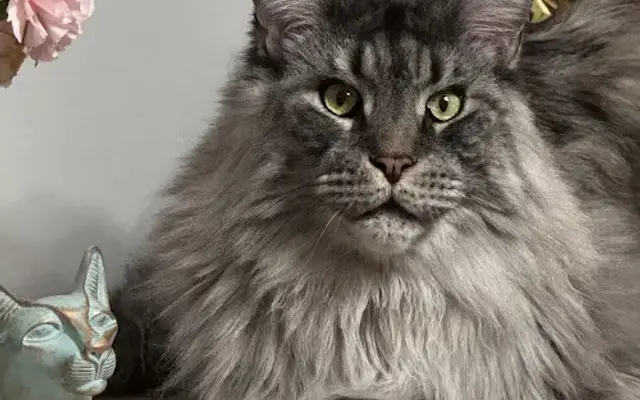 Kitty City Salon in Lake Zurich, IL