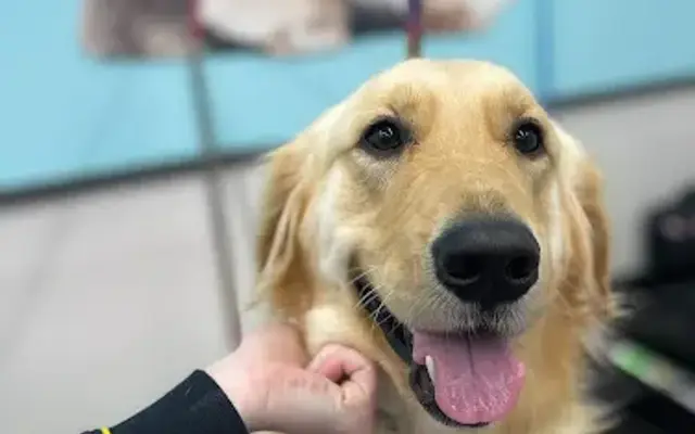 Pet Supplies Plus Easley Grooming in Easley, SC