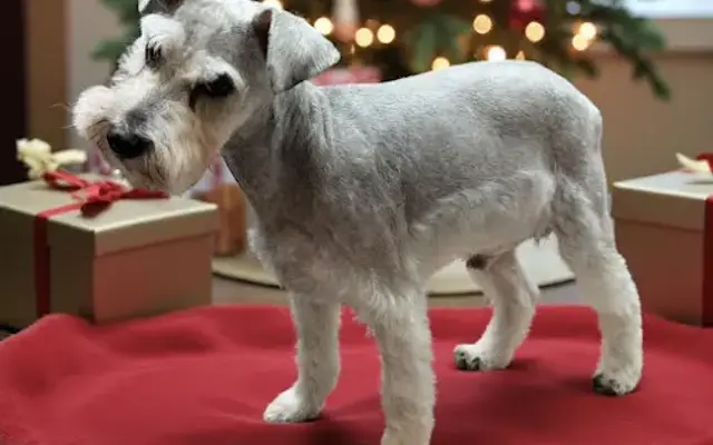 Barkus Grooming in Tyler, TX