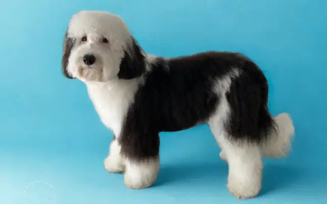 Tailored Tails Mobile Grooming in New Smyrna Beach, FL