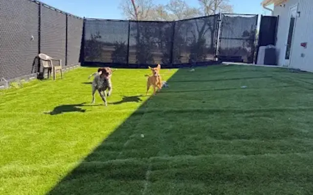 Royal Dog Resort in Broussard, LA