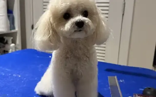 Stephanie's Royal Treatment Pet Grooming in Parkland, FL