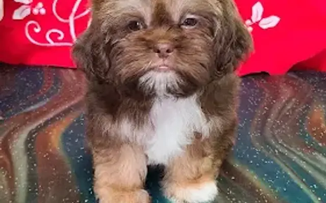 A Gentle Touch Grooming LLC in Waycross, GA