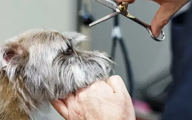 Scruffy: The Dog Grooming App in Atlanta, GA