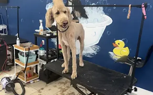 Barkstar Grooming Salon in Jackson, MS