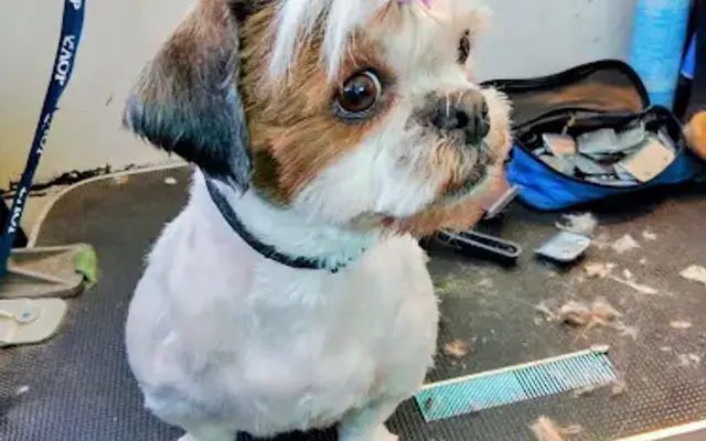 Rustic Groomer's in Marysville, CA