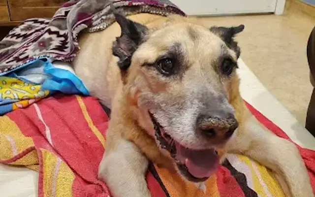 Companion Animal Clinic in Fairfax Station, VA