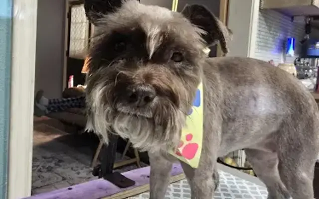 Hela's Posh Paws in Livingston, TX