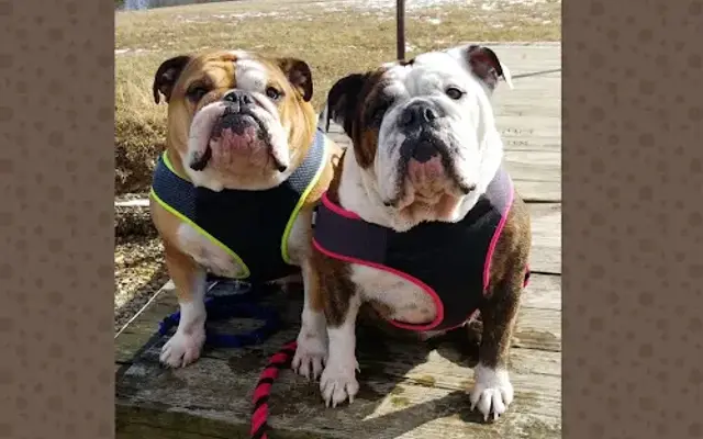 Musselman's Pet Paradise Inc in Gardners, PA