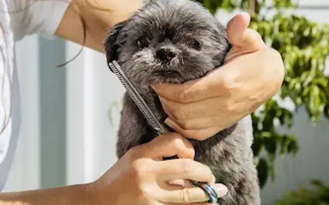 Tamed Manes (House-call Dog Grooming & Holistic Pet Care) in City of Orange, NJ