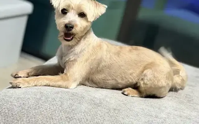 SARAH'S PET GROOMING SERVICE LLC in Lantana, FL