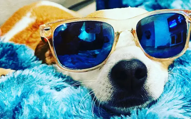 Snip Dogg Doggy Spa in Richmond Hill, NY