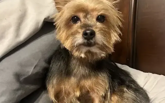 Southern styles mobile dog grooming in Rosenberg, TX
