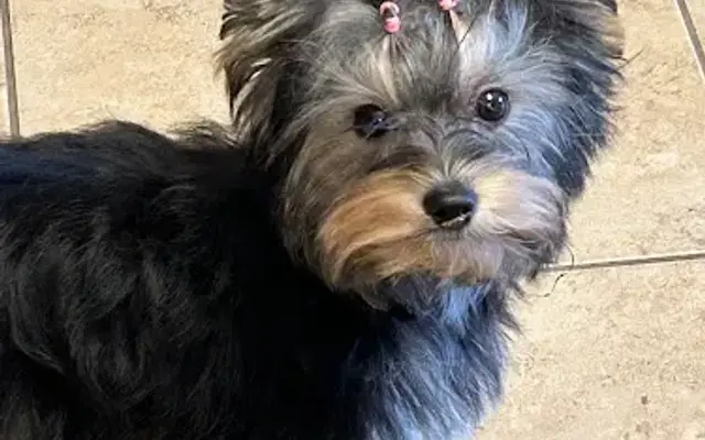PetSmart Grooming in Cypress, TX