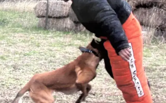 LA K9 Academie LLC in Vineland, NJ