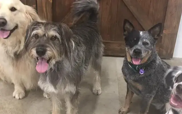 Countryside Pet Resort and Spa in Gresham, OR