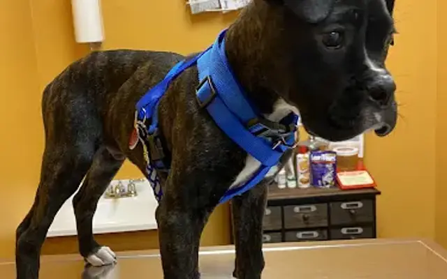 Midway Veterinary Clinic in Neosho, MO