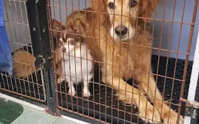 Pupperdoos and Kitties Toos in South Windsor, CT