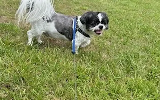 VCA Amherst Animal Hospital in Monroe, VA
