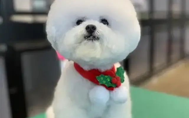 Maison de Pup in Dallas, TX