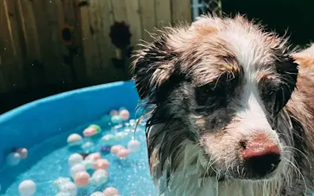 Southern Paws of Greenbrier in Damascus, AR