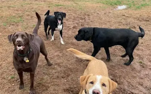 Kayla Brooke's Bark 'n Board in Sharpsburg, GA