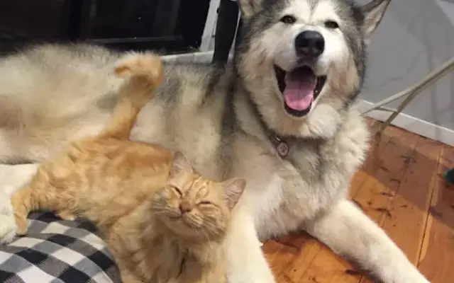 Head To Tail Pet Grooming Salon in Sioux Falls, SD