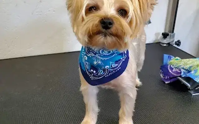 A Dogs World Grooming in Pulaski, TN