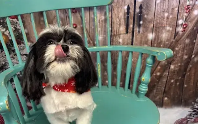 Dazzling Dogs, LLC in Shelby, AL