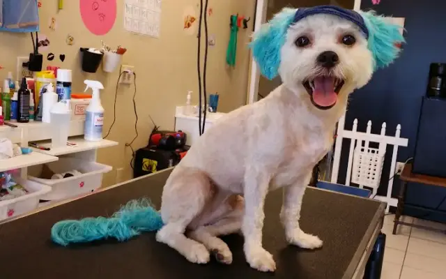 Big Paws Grooming Salon in Orlando, FL