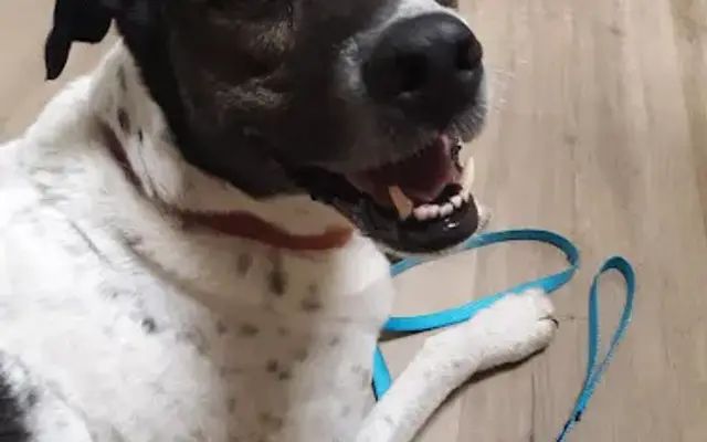 Foothills Veterinary Hospital in Greenville, SC