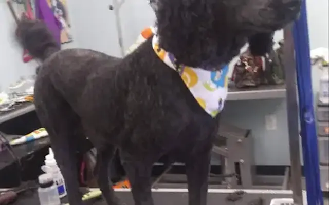 D.O.G. Grooming Salon in Kershaw, SC