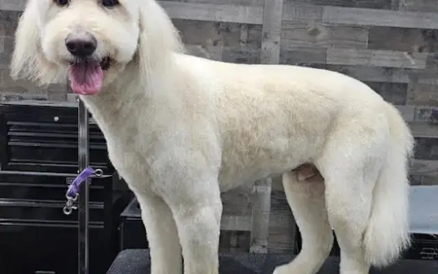 5th Avenue Fido in Cranberry Twp, PA