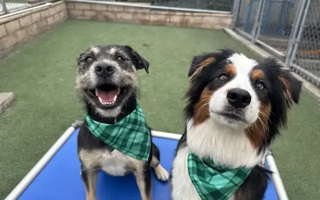 Staycation For Dogs in Vista, CA