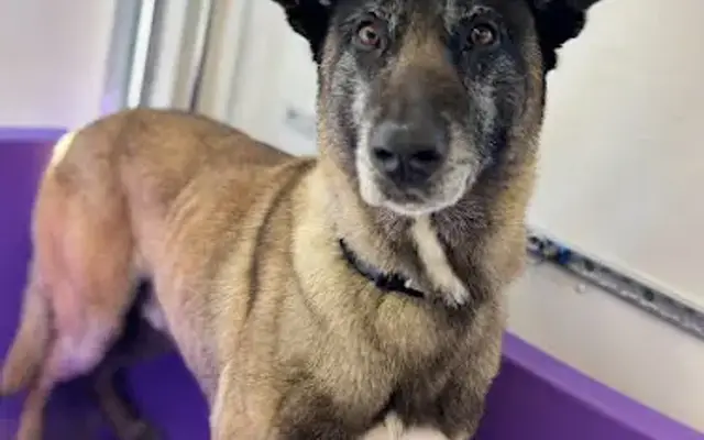 TruCompanion K-9 Spa Mobile Dog Wash & Nail Clipping in Aurora, CO