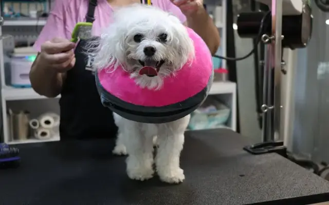 Loving Suds Pet Spaw in Tampa, FL