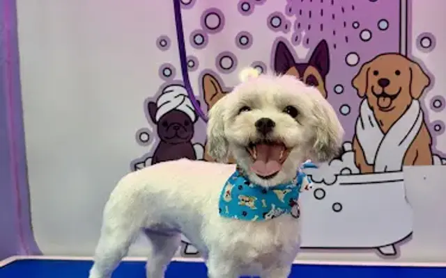 The Paw Spa in Milford, MA