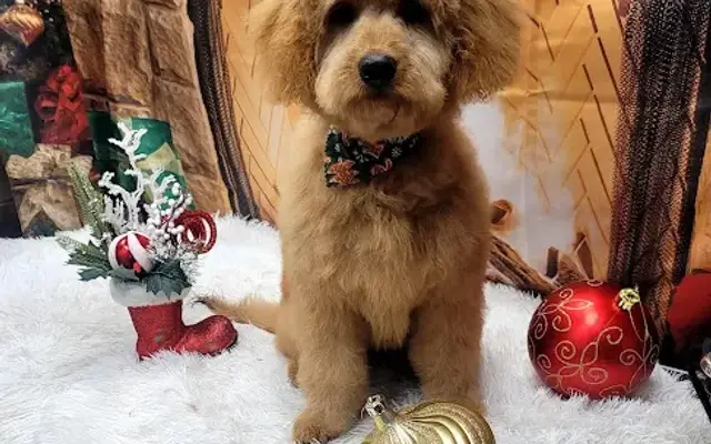 On The Spot Grooming llc in Zephyrhills, FL